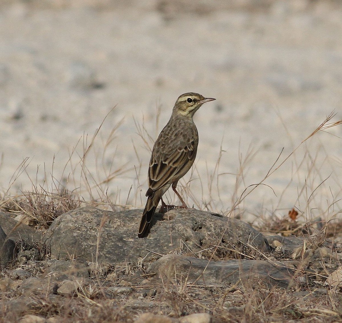 Long-billed Pipit - ML641809404