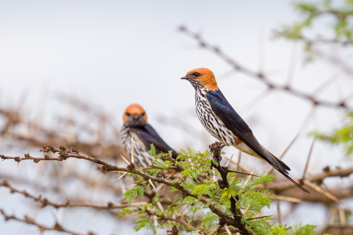Lesser Striped Swallow - ML641809431