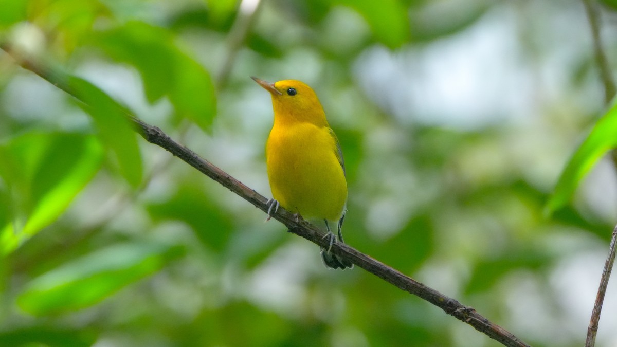 Prothonotary Warbler - ML641809432