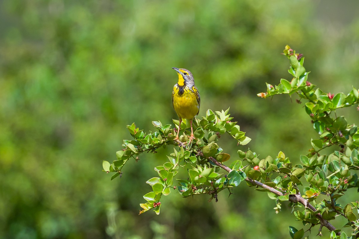 Yellow-throated Longclaw - ML641809447