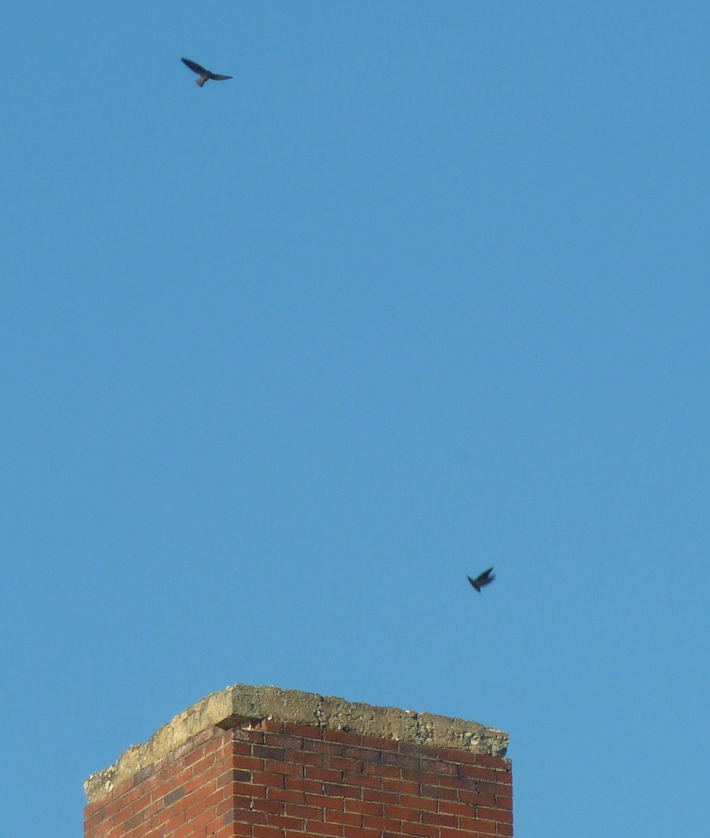 Chimney Swift - ML641809468