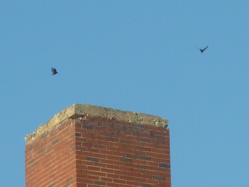 Chimney Swift - ML641809472
