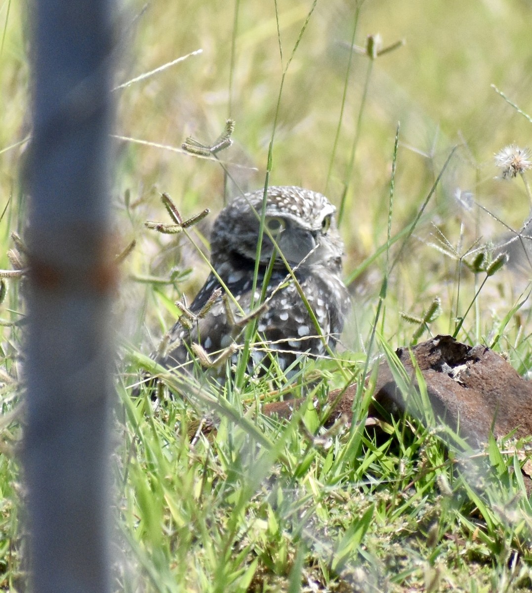 Burrowing Owl - ML641809508