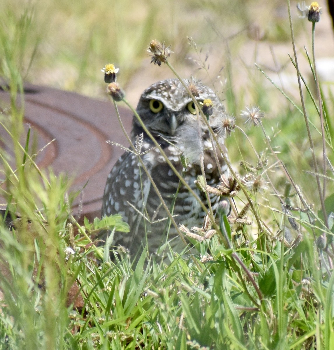 Burrowing Owl - ML641809509