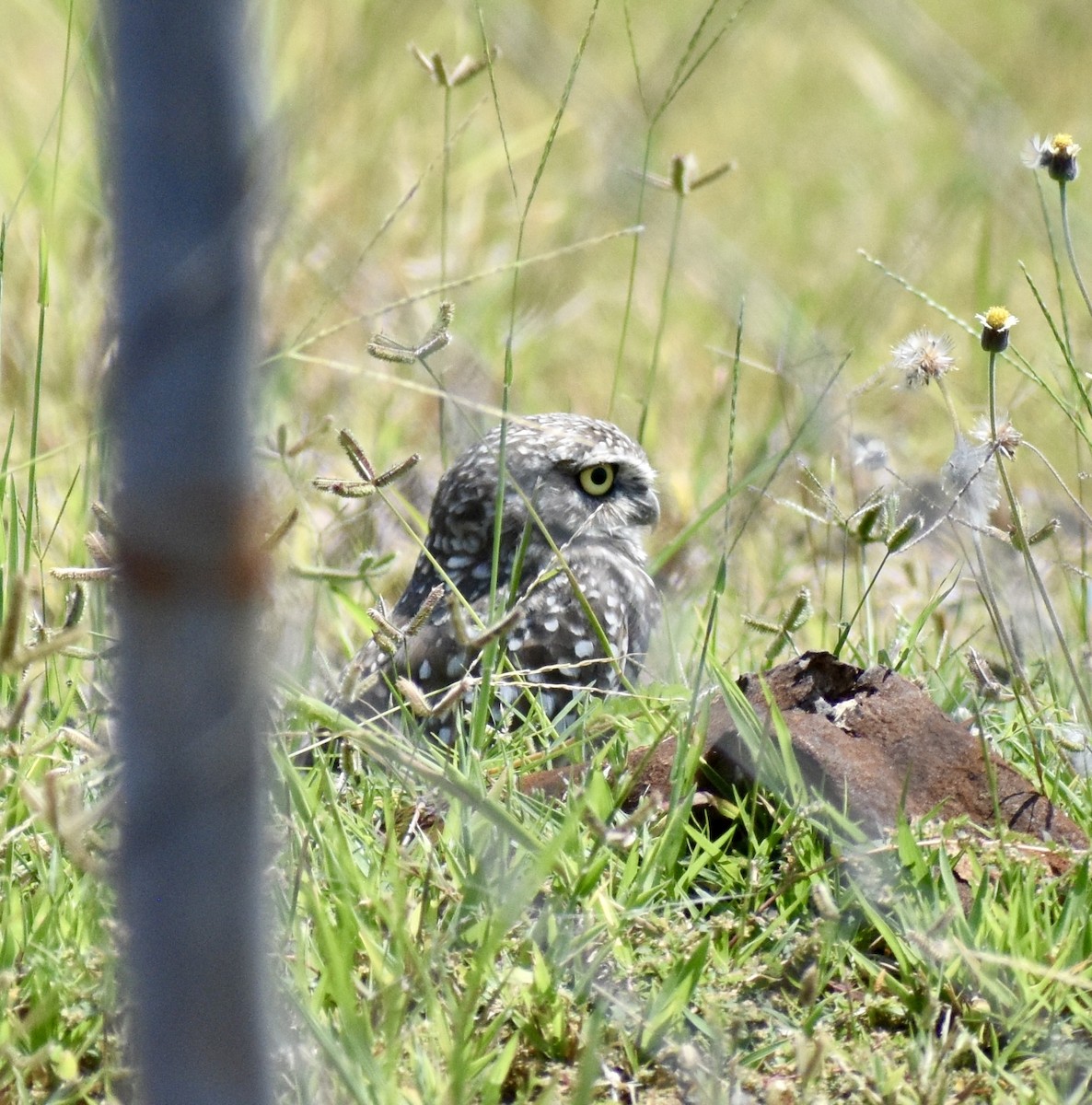 Burrowing Owl - ML641809511