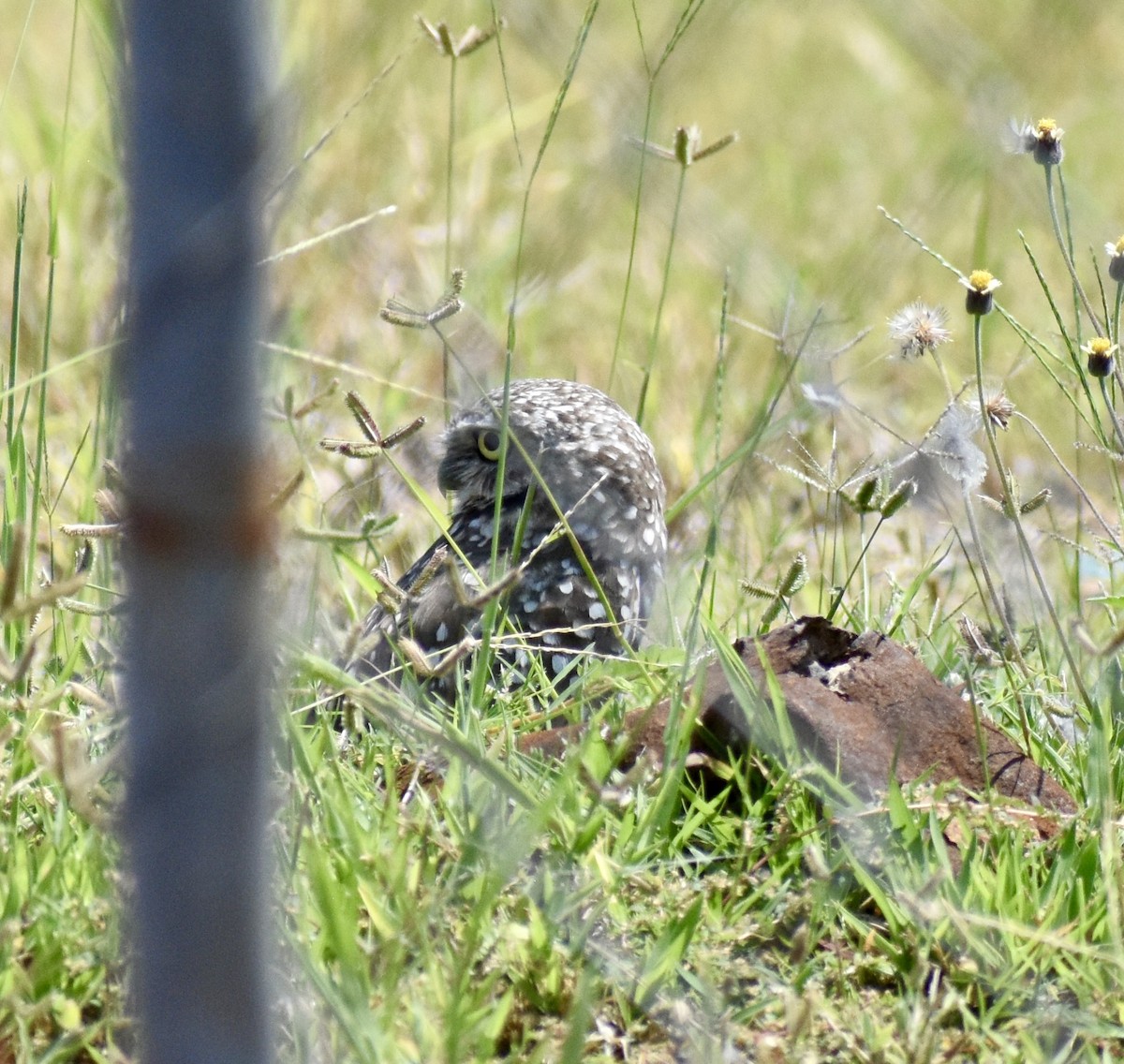 Burrowing Owl - ML641809512
