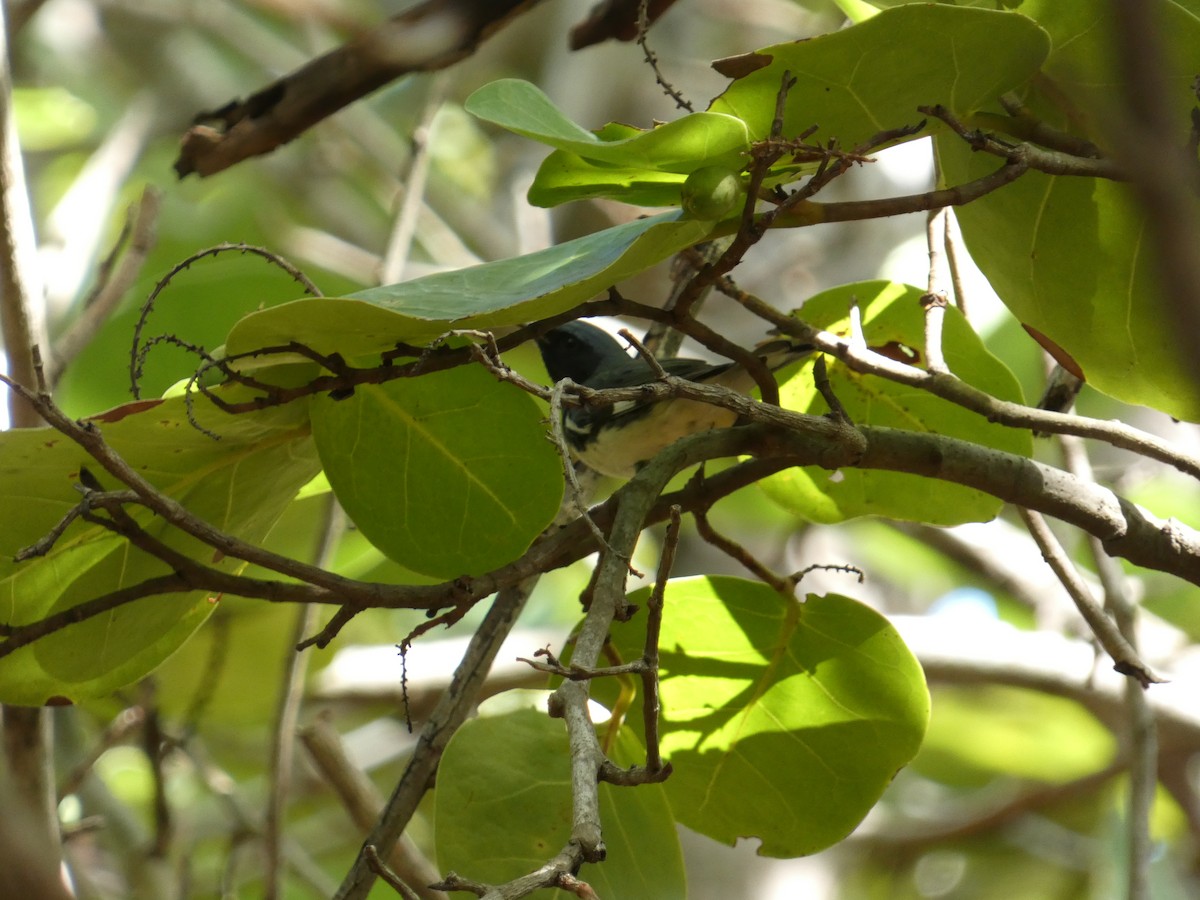 Black-throated Blue Warbler - ML641809525
