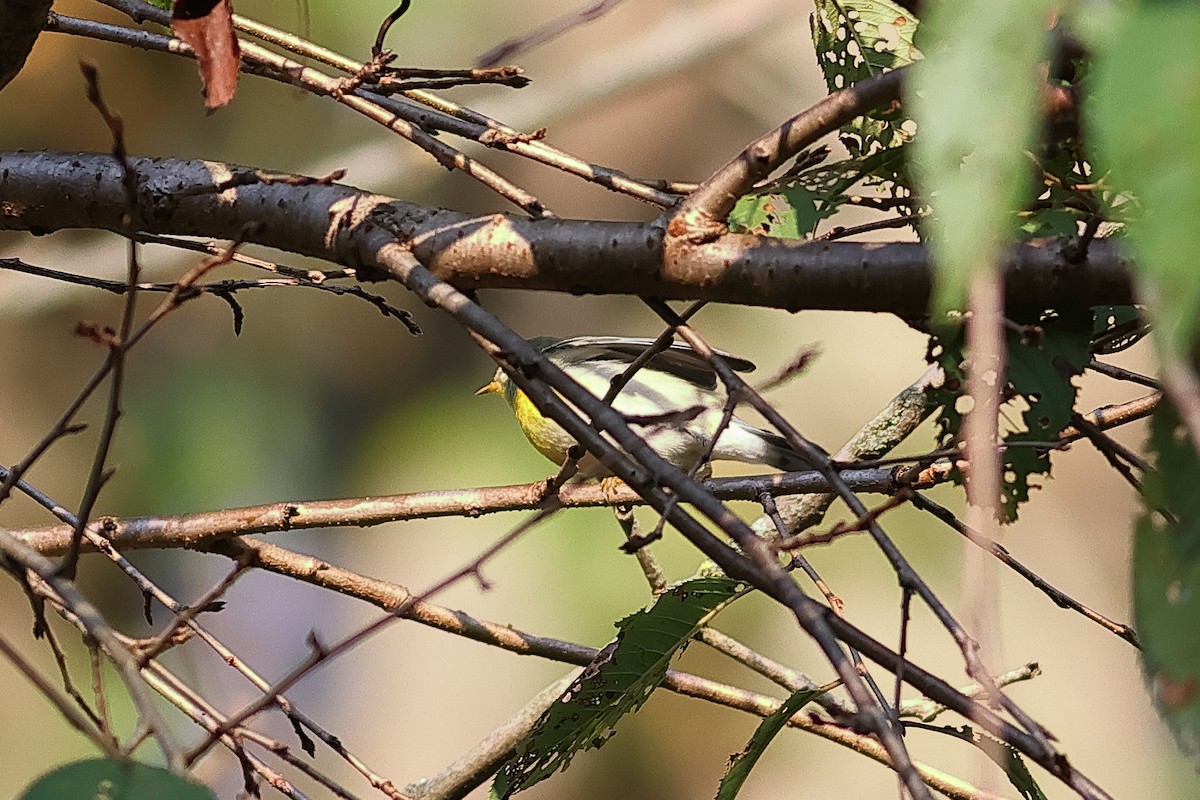 Northern Parula - ML641809548