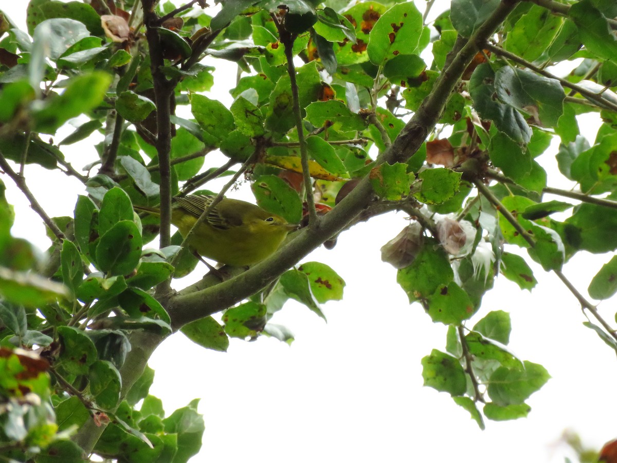 Yellow Warbler - ML641809553