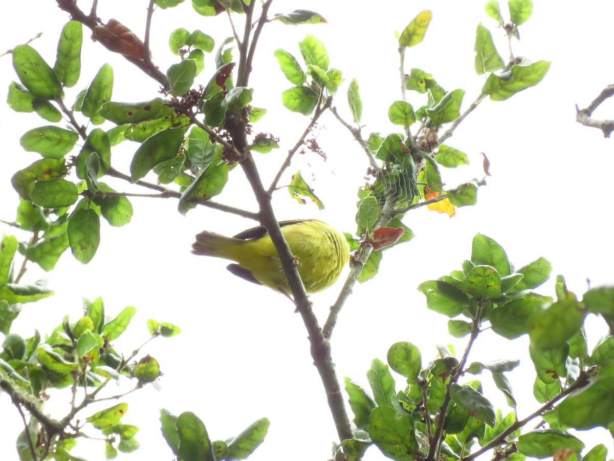 Yellow Warbler - ML641809556