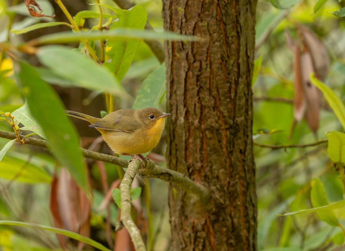 Common Yellowthroat - ML641809559