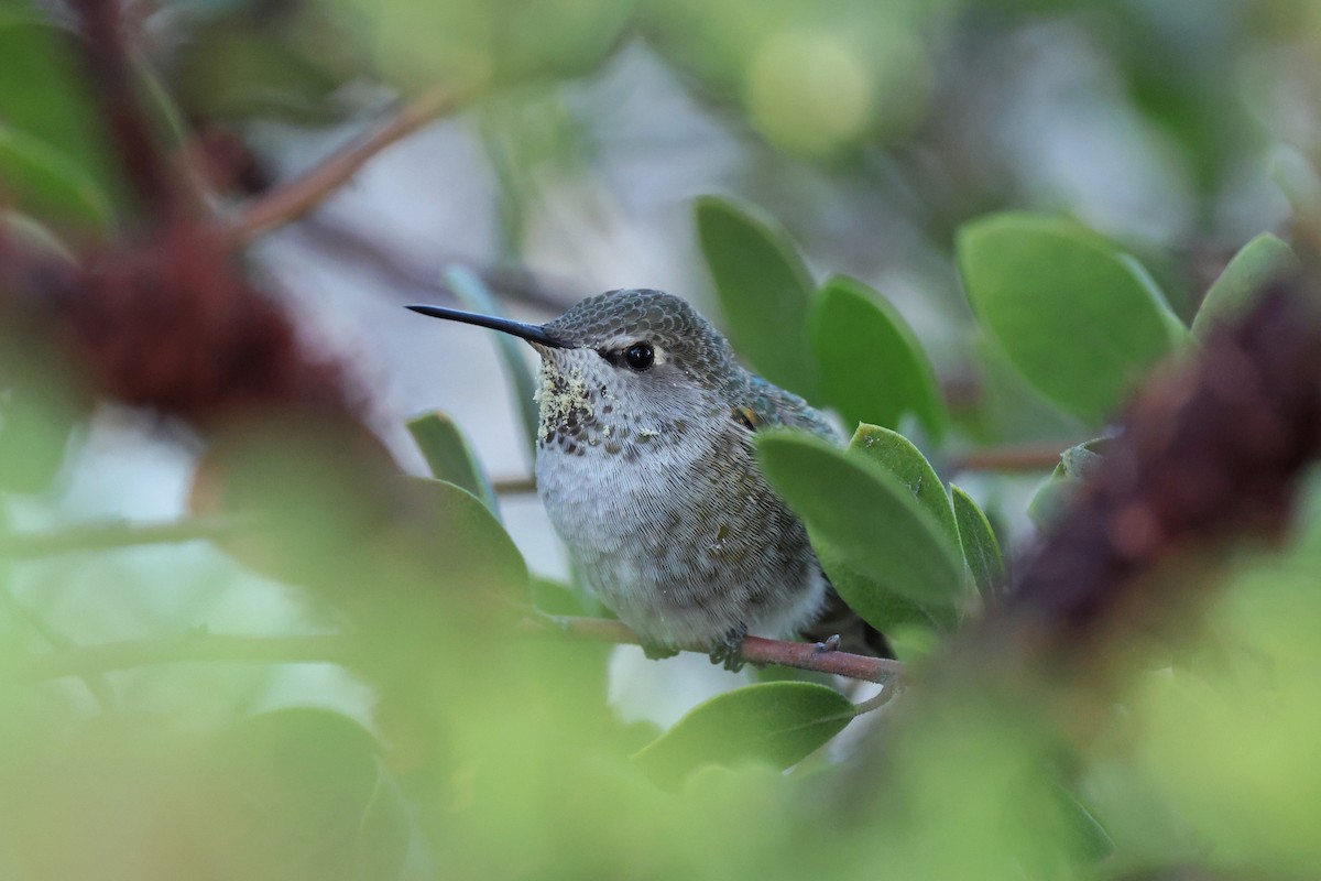 Anna's Hummingbird - ML641809560