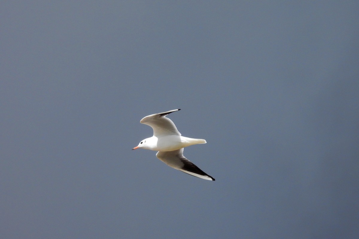 Black-headed Gull - ML641809561