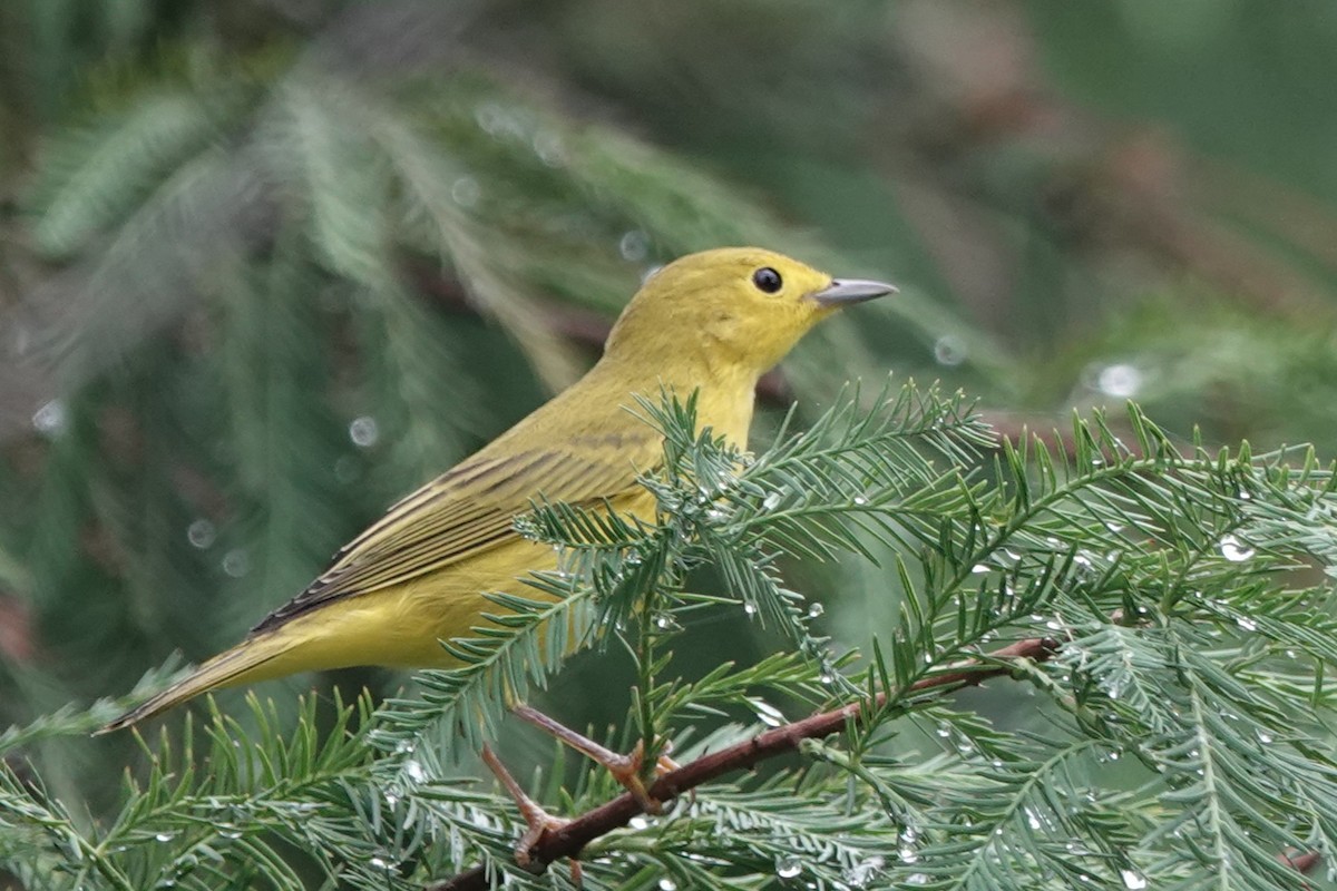 Yellow Warbler - ML641809563