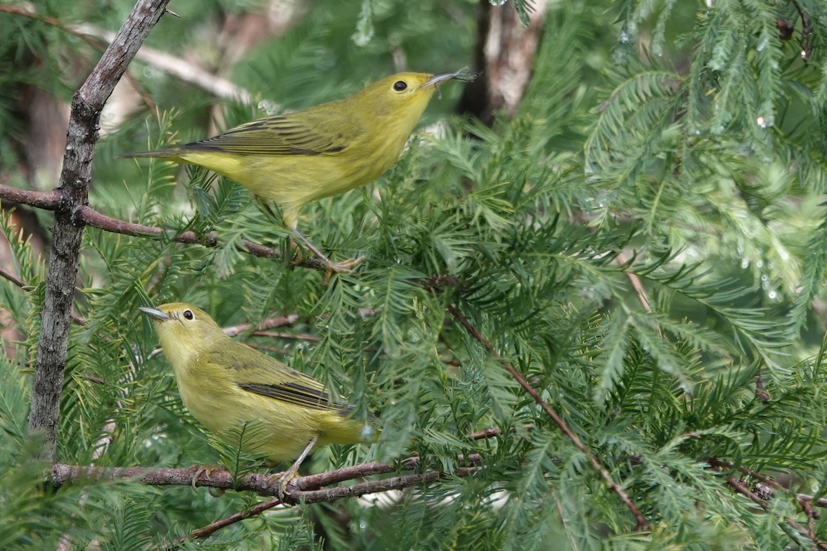 Yellow Warbler - ML641809564