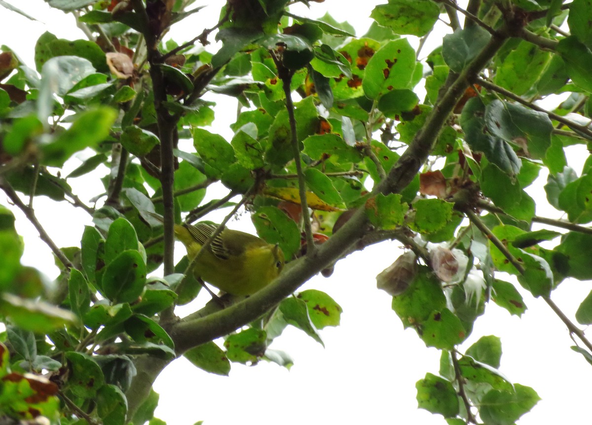 Yellow Warbler - ML641809565
