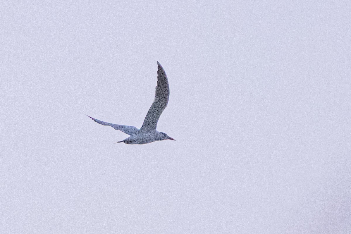 Caspian Tern - ML641809567
