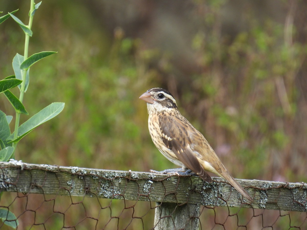 Rose-breasted Grosbeak - ML641809568