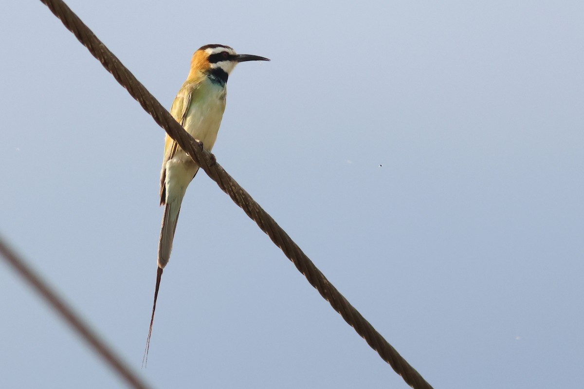 White-throated Bee-eater - ML641809569