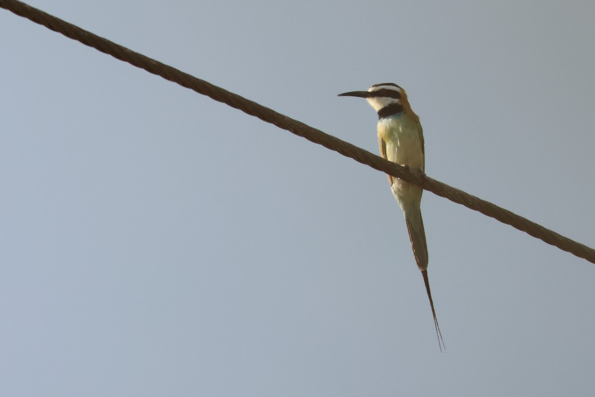 White-throated Bee-eater - ML641809570