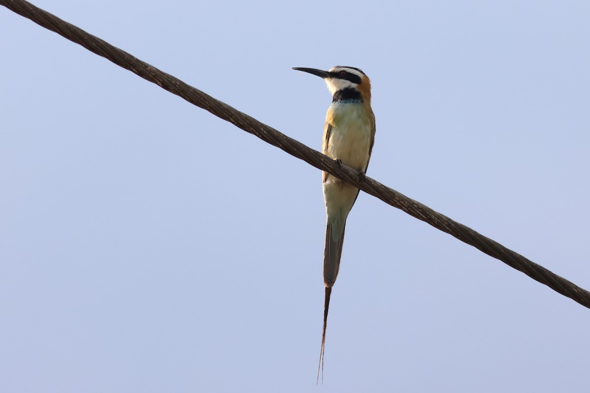 White-throated Bee-eater - ML641809571