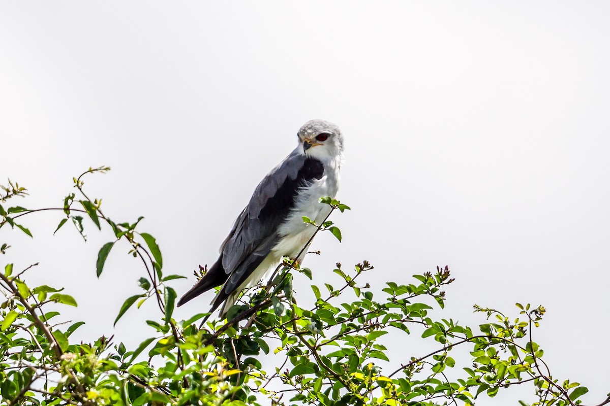 Black-winged Kite - ML641809572
