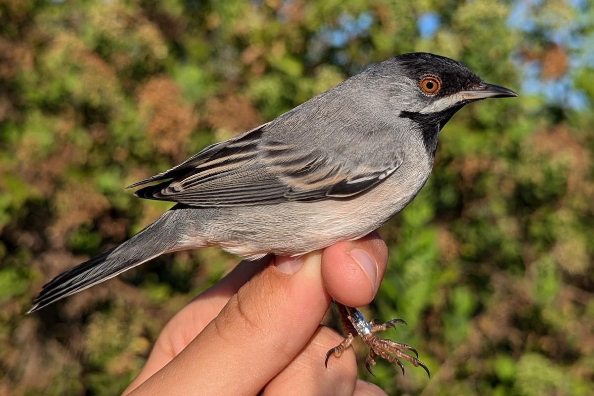 Rüppell's Warbler - ML641809574