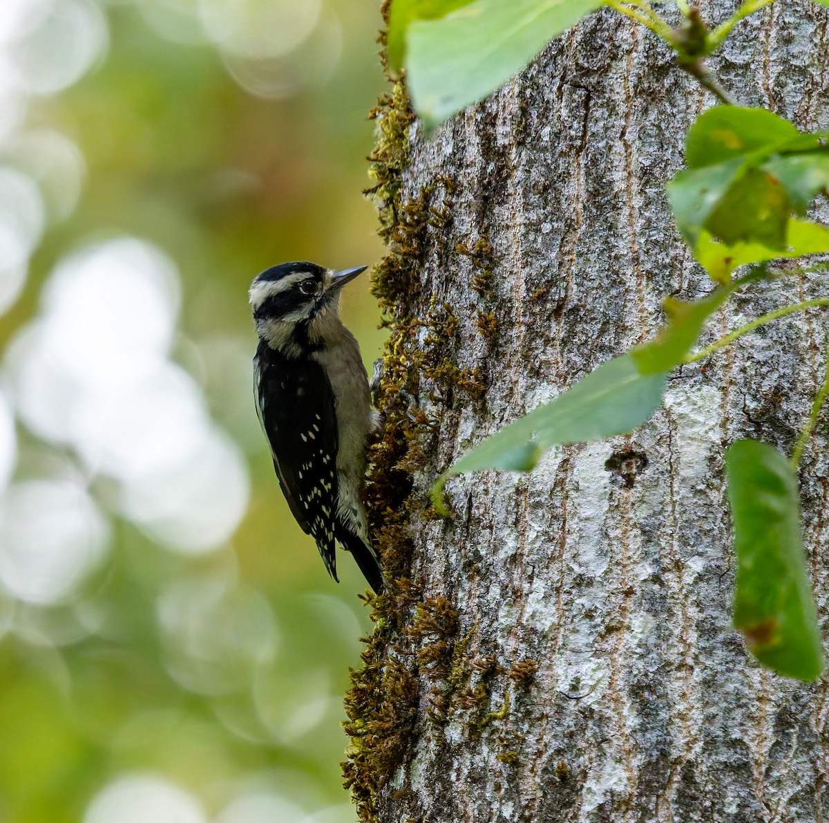 Downy Woodpecker - ML641809577