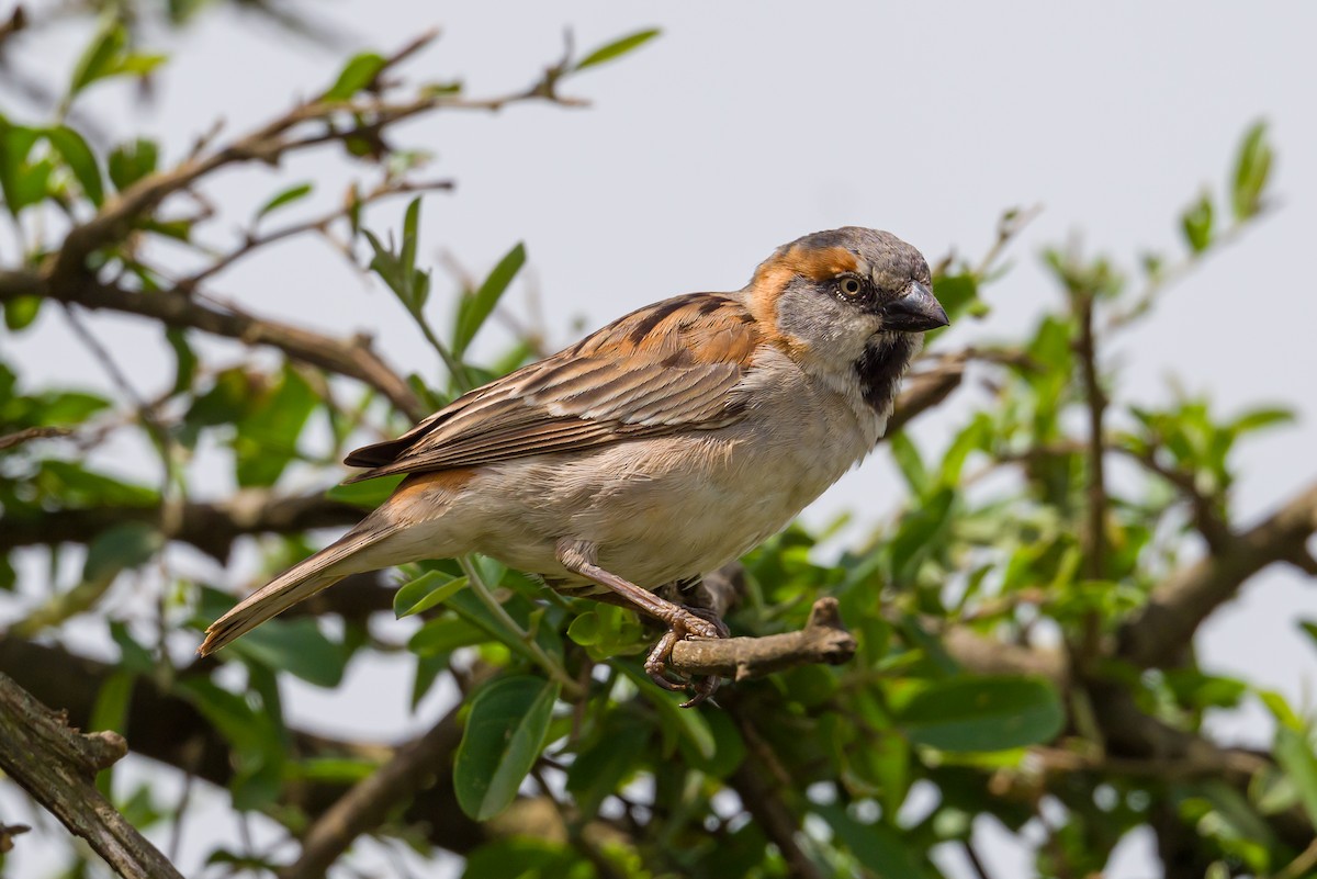 Kenya Rufous Sparrow - ML641809583