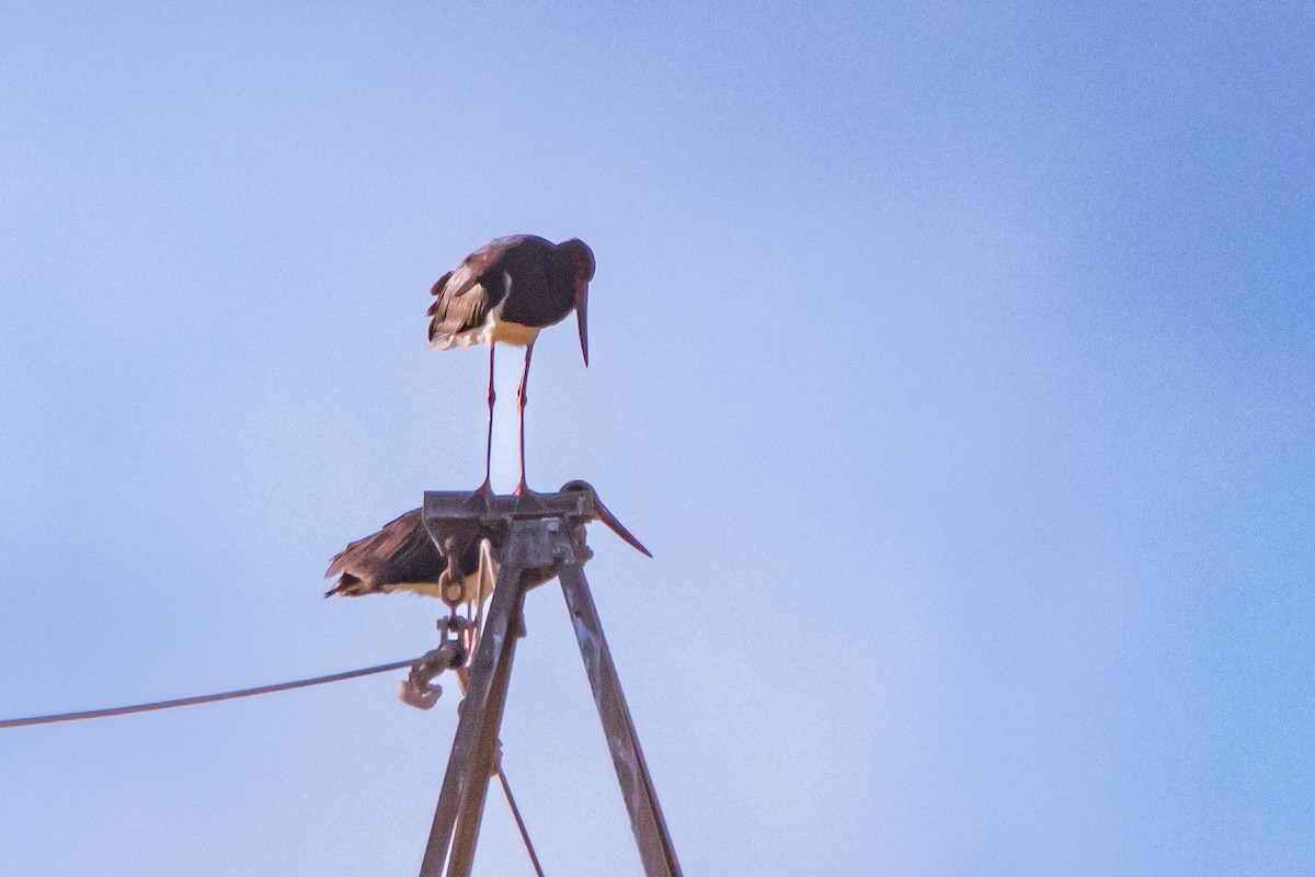 Black Stork - ML641809584