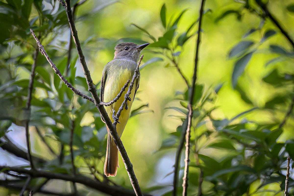 Great Crested Flycatcher - ML641809585