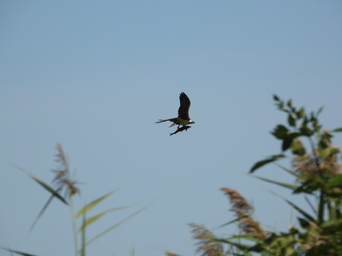 Osprey - ML641809586