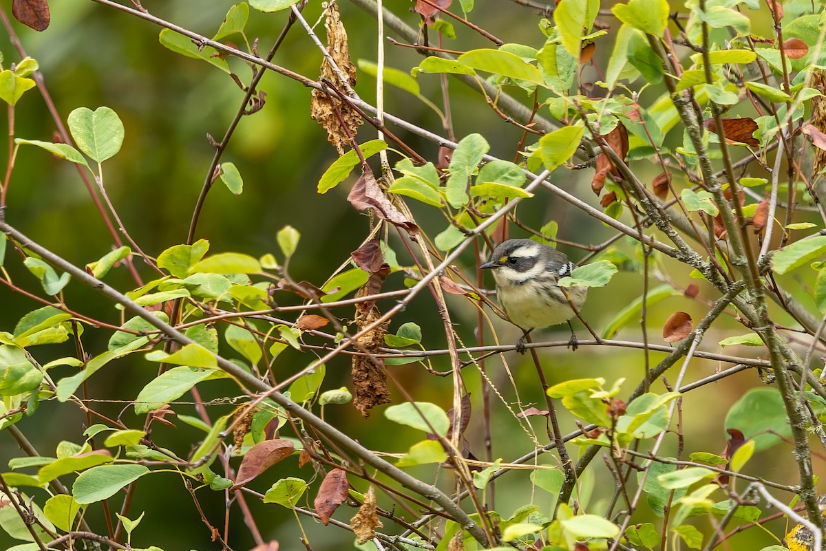 Black-throated Gray Warbler - ML641809587