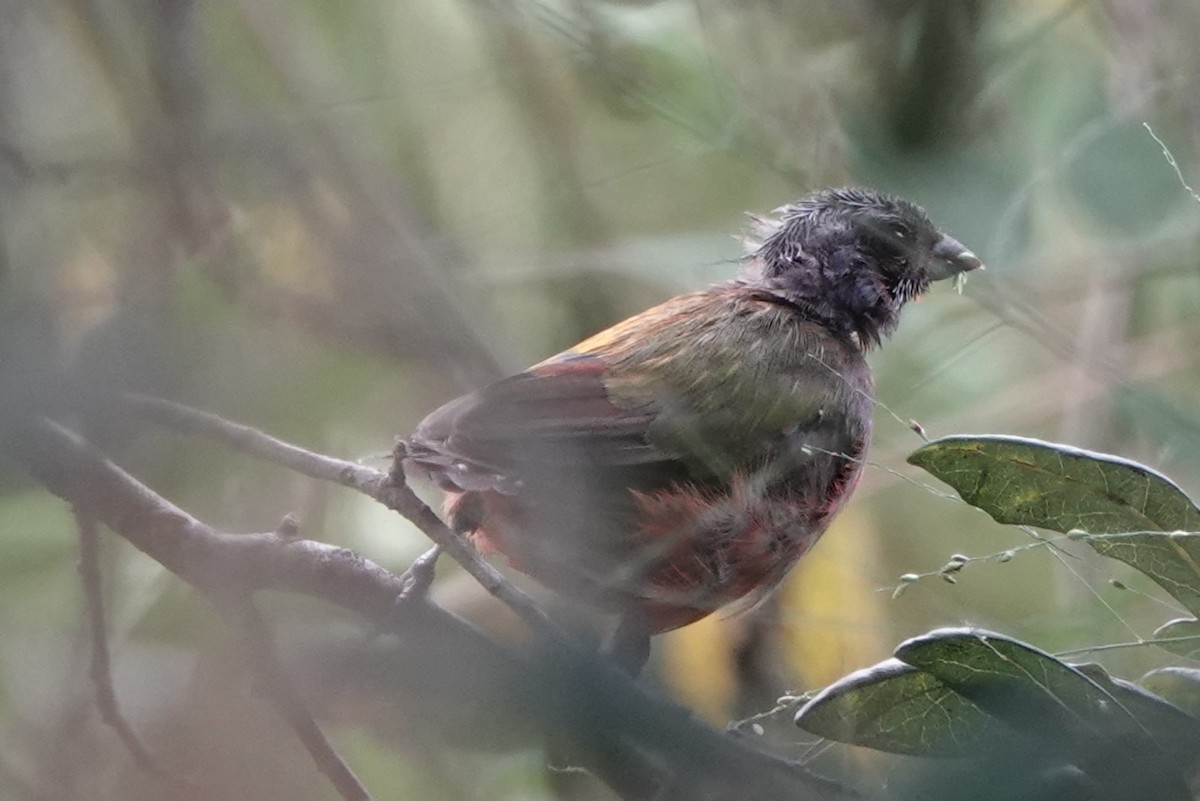 Painted Bunting - ML641809589
