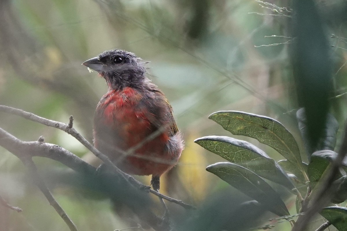Painted Bunting - ML641809590