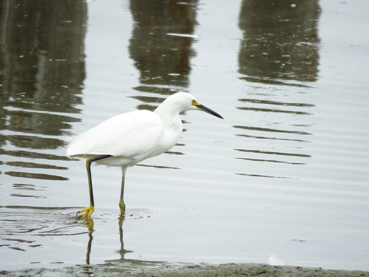 Snowy Egret - ML641809592