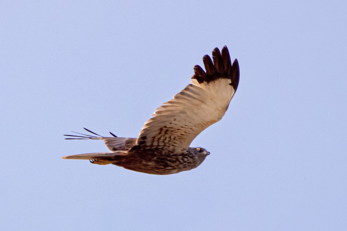 Western Marsh Harrier - ML641809593