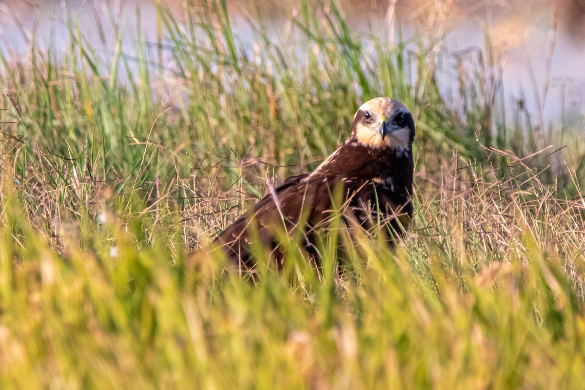 Western Marsh Harrier - ML641809594