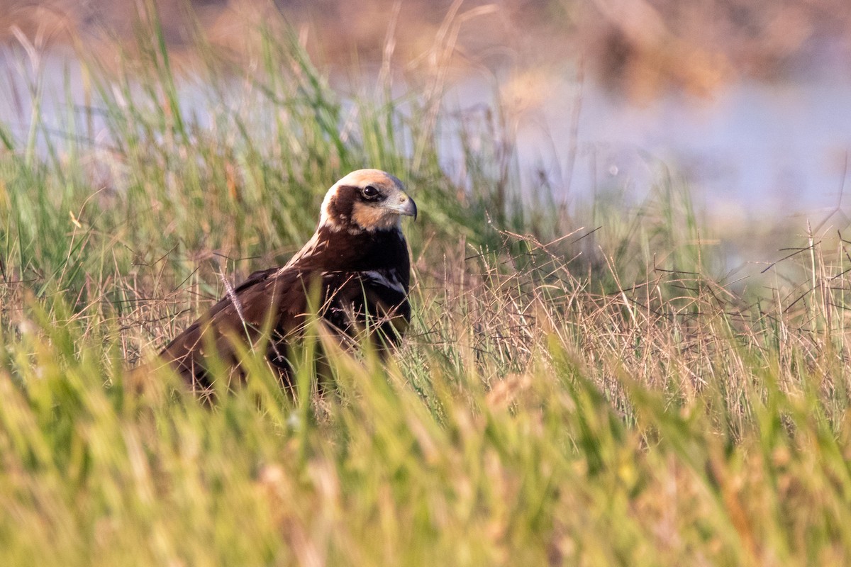 Western Marsh Harrier - ML641809595