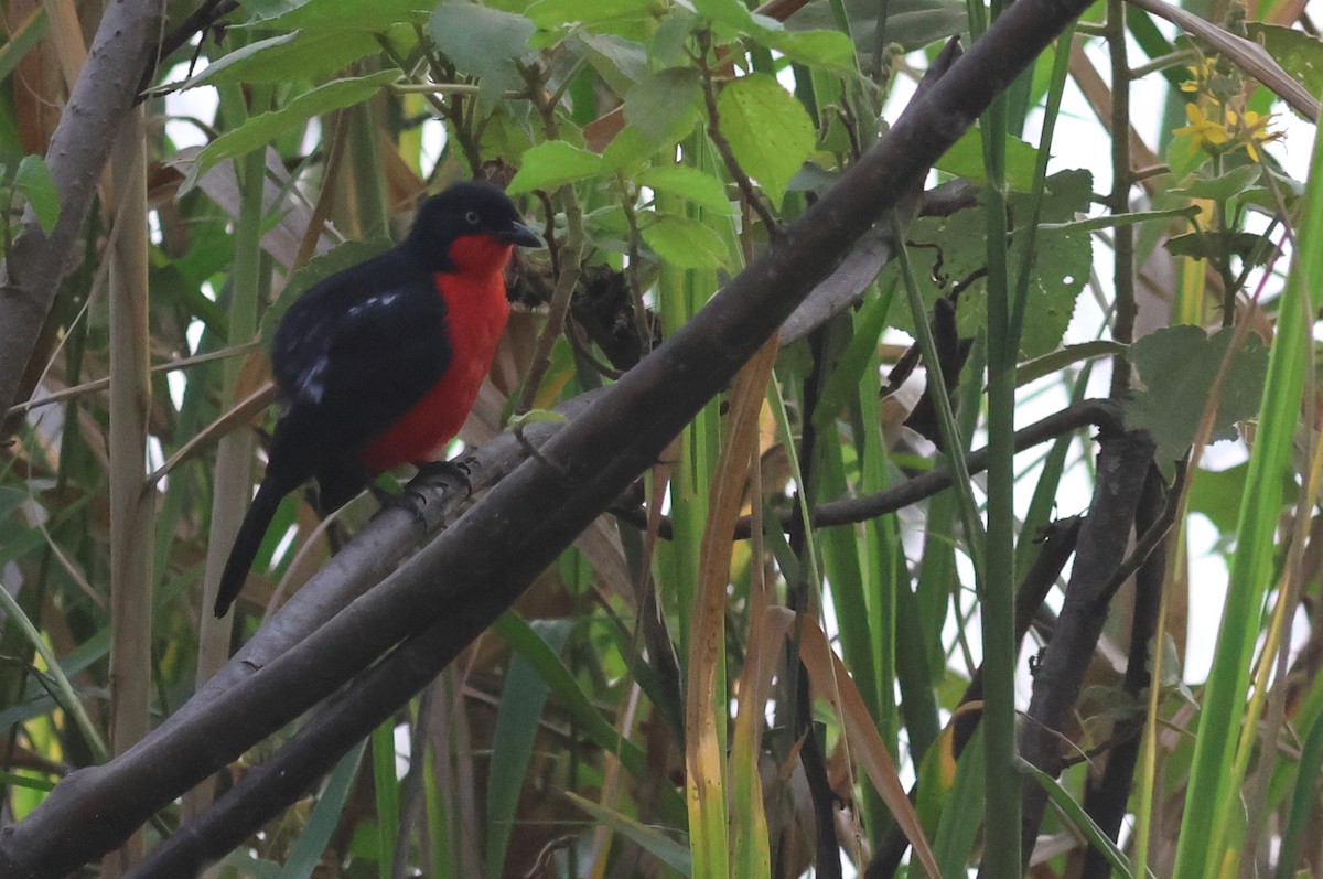 Black-headed Gonolek - ML641809596