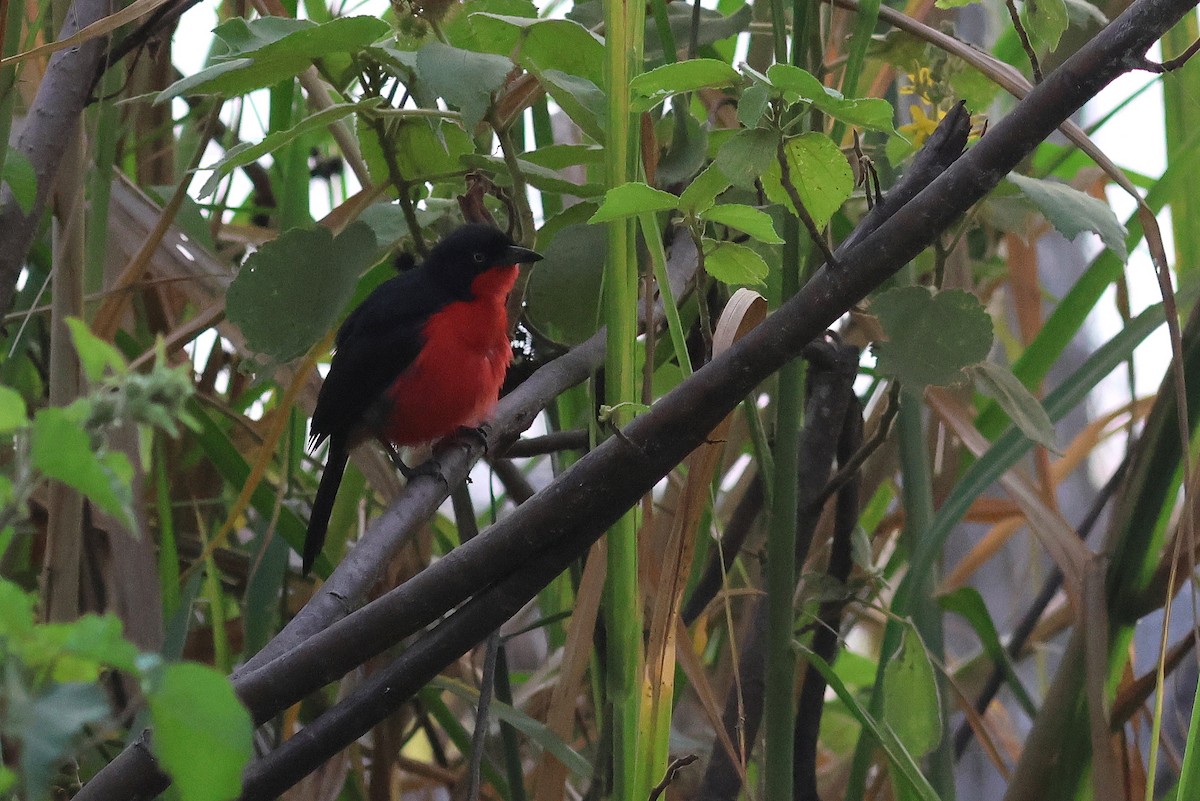 Black-headed Gonolek - ML641809597
