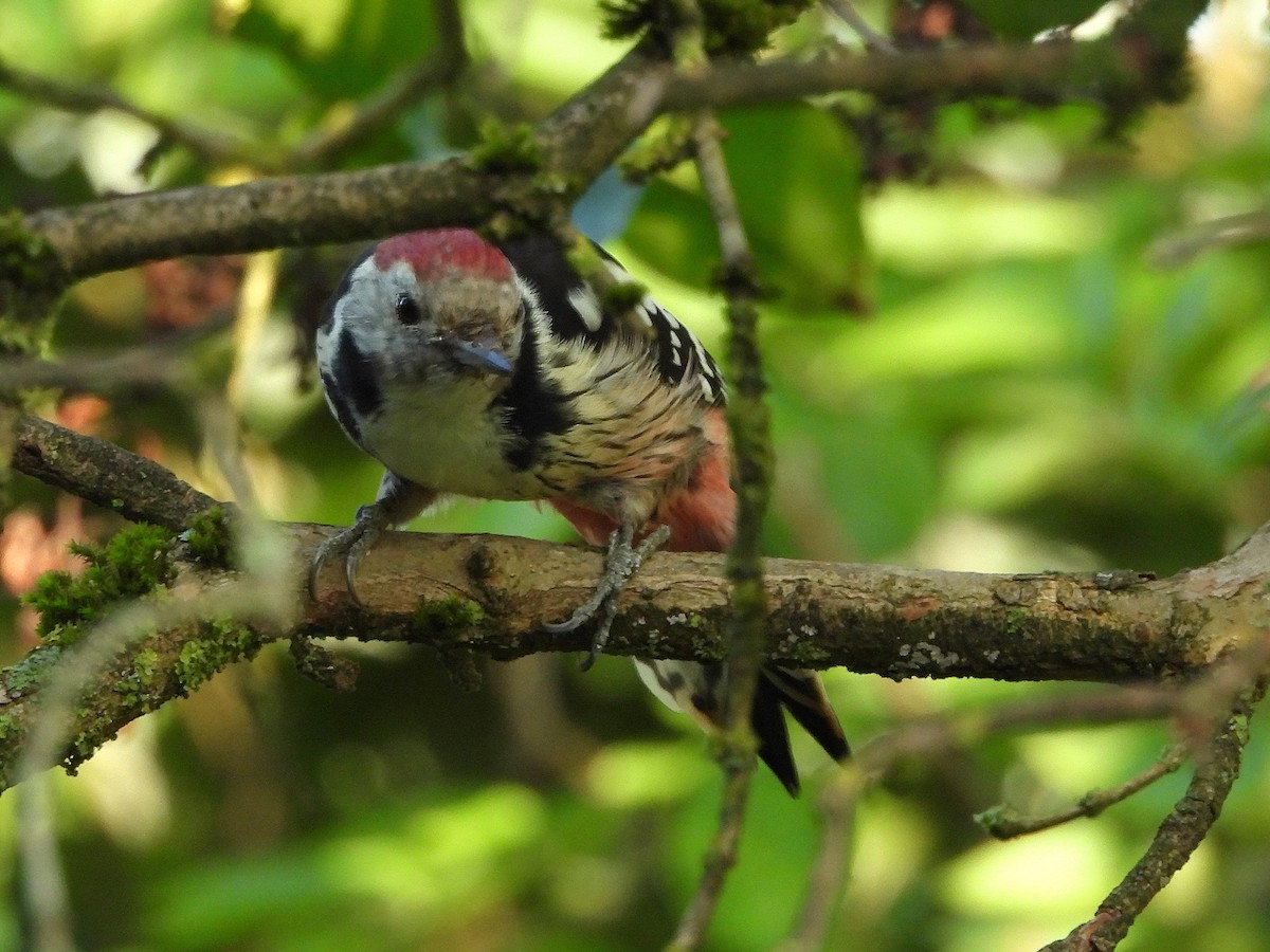 Middle Spotted Woodpecker - ML641809602
