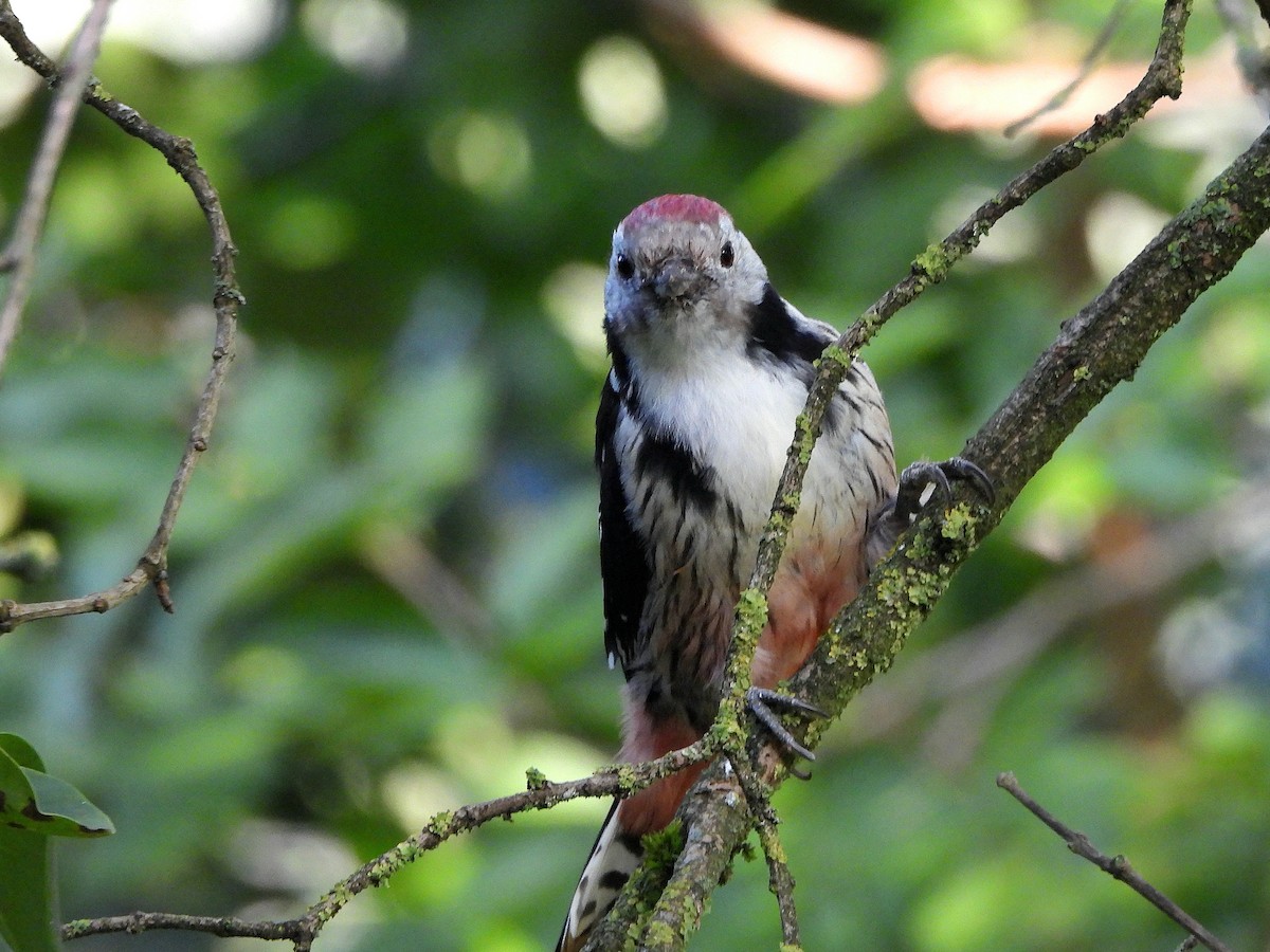 Middle Spotted Woodpecker - ML641809603