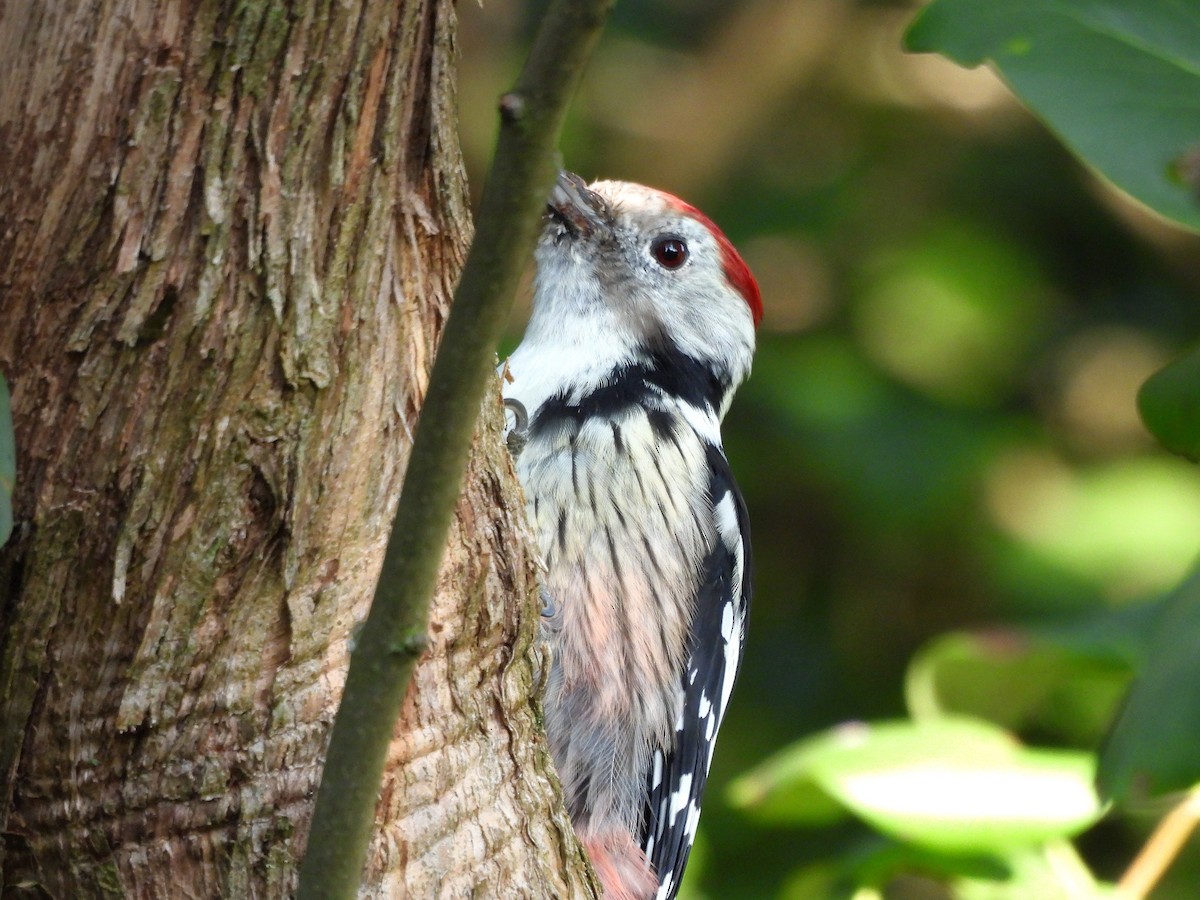 Middle Spotted Woodpecker - ML641809604