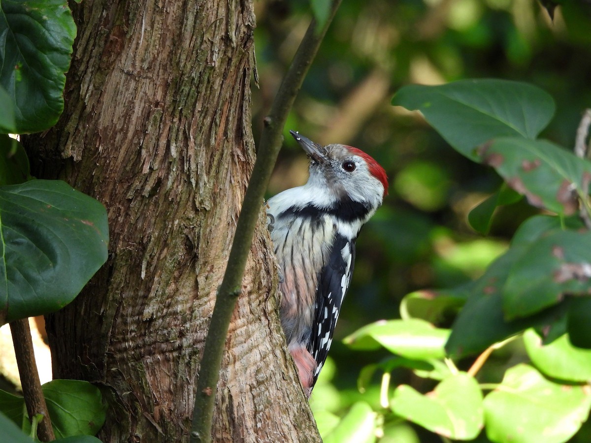 Middle Spotted Woodpecker - ML641809605