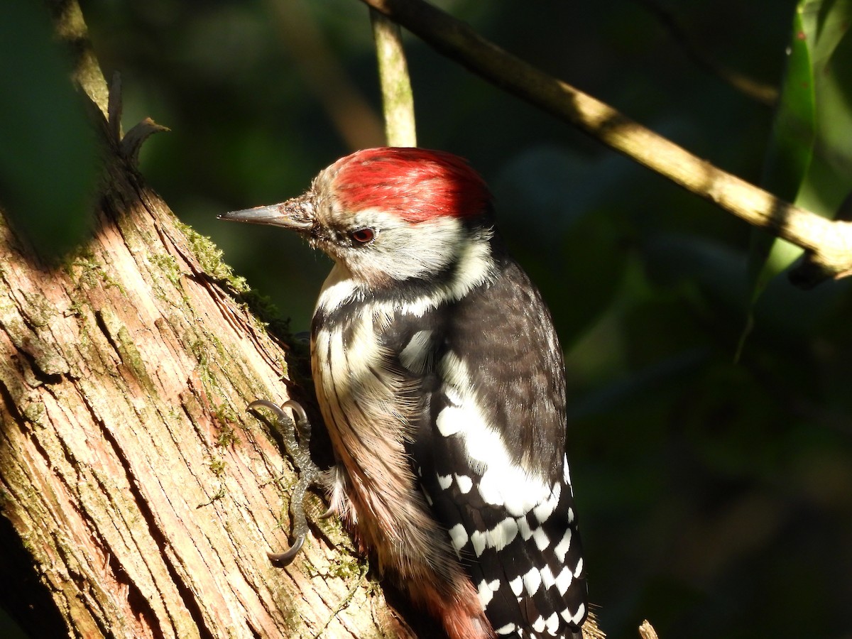 Middle Spotted Woodpecker - ML641809606