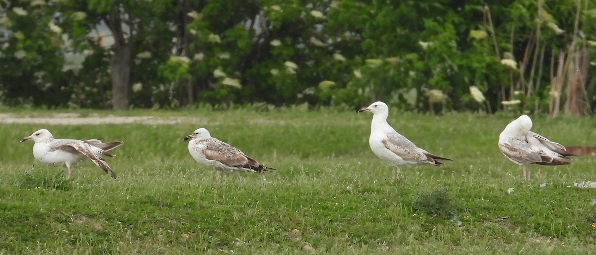 Caspian Gull - ML641809610