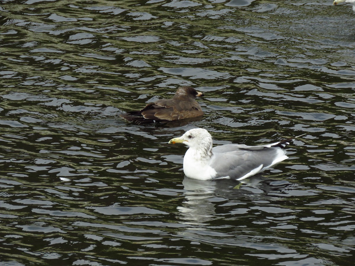 Heermann's Gull - ML641809617