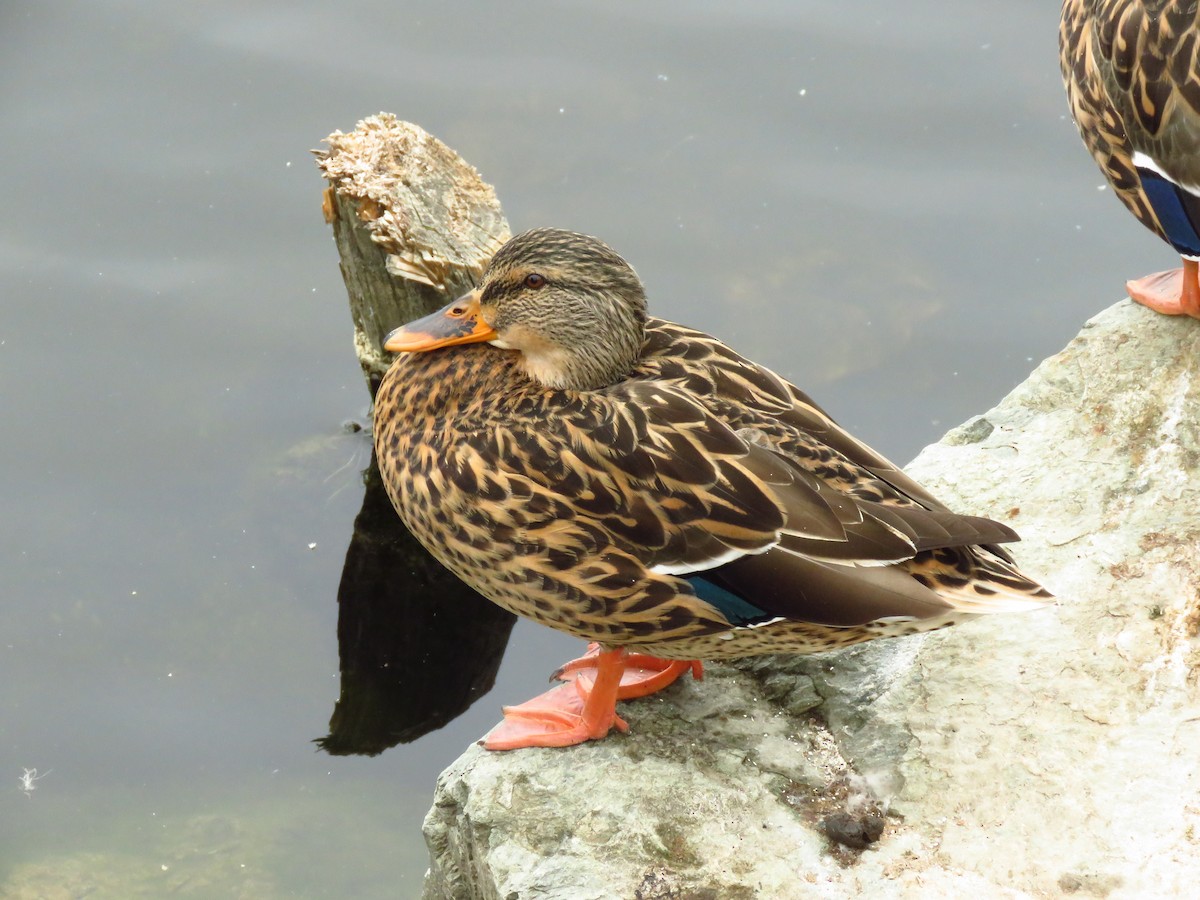 Mallard - ML641809634