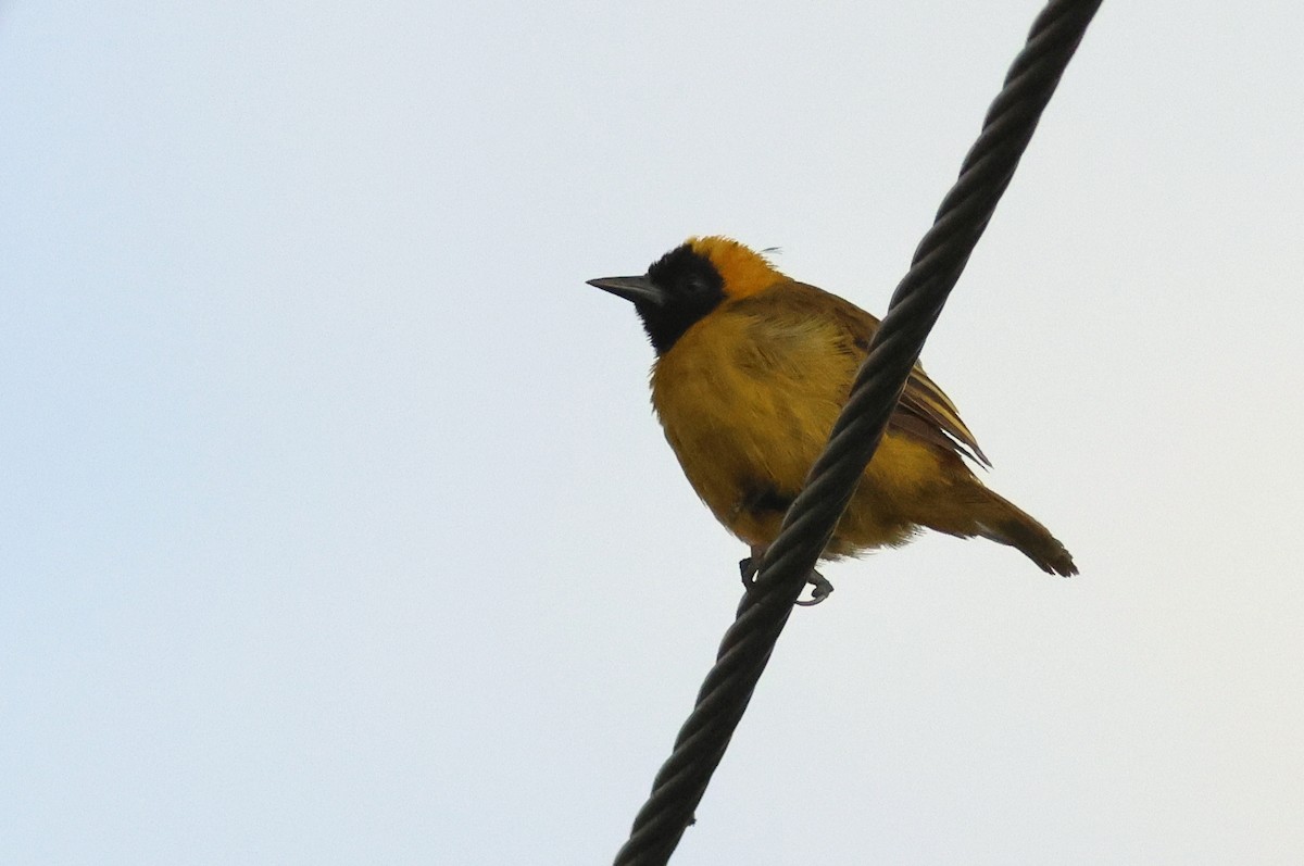 Slender-billed Weaver - ML641809643